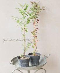 �ڲ̼��� �֥롼�٥꡼���Ρ�����ϥ��֥å���� �إ��ѥ륿���