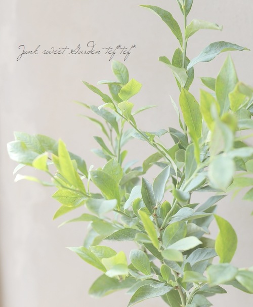 果樹】ブルーベリー・ラビットアイ系 『ノビリス』 | 花苗 | | Junk