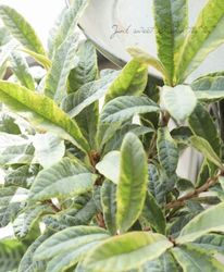 �ڲ̼���������ӥ� �إ����ꥨ�������١�