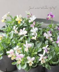 �������¡ߤߤ�� ����ܥӥ��顡�إߥ������ӥ�MIX�� 