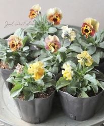 ߤȥѥ󥸡إꥪåȥԥ