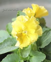 ߤȥѥ󥸡إХȥࡼ ڥեס