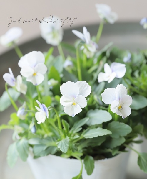 ○ビオラ・ビオレッタ 『ダンサーズハイ』 【B】 | すべての商品