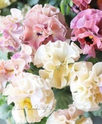 Flower Species,パンジー | Junk sweet Garden tef*tef*