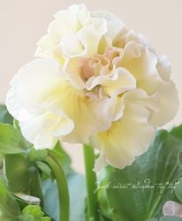 Ȭź餭եѥ󥸡إ塼ɡ  ¥ꥸʥ