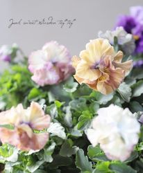 �������व��Υѥ󥸡����ե��ǥ͡����塡�إ��졼�ס�