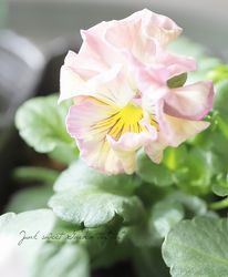 ߤȥѥ󥸡إȥԡ2025ǿʼ