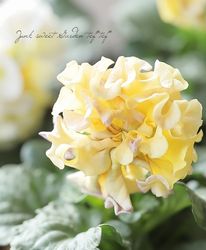 ߤȥѥ󥸡إ᡼ץ륳åȥ2025ǿʼ