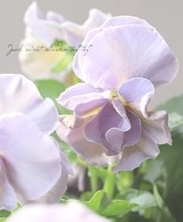 ƣӥ顦ץȥꥢΥ󡡡إ󥵥󥰥졼2025ǿʼ