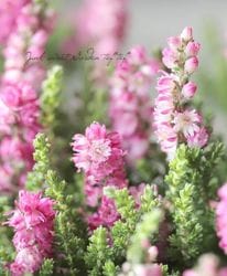 Ȭź餭롼ʡ֥륬ꥹF