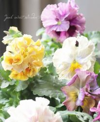 ѥ󥸡 ̿ YURAGI -餮-