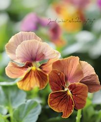 ڹ߷󥪥ꥸʥ ӥ顡إե󥿥2025ǿʼ