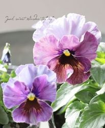 वΥѥ󥸡եǥ͡塡ض Ѥ餭