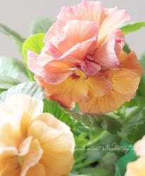 ȾȬź餭ѥ󥸡ؤդɤ줹١ڥץꥳåȡ