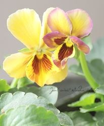 ߤȥӥ顡إӥ塼ƥ2025ǿʼ