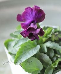 ѥ󥸡եǥ͡塡MIX١Ѥ餭