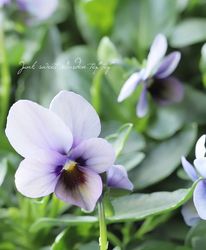 ڥۡLUXURY SELECTIONtef*tef*ꥸʥ ӥ顦꡼إեMIX  24