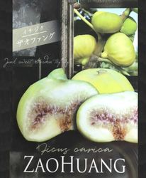 �ڲ̼��ۥ������� �إ����ե��󥰡� 