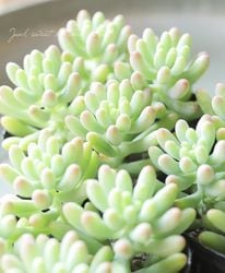 ��¿����ʪ�ۡز������٥�����°