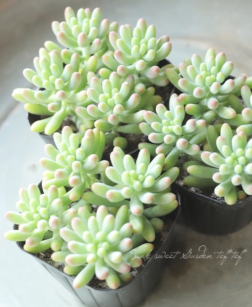 お纏め 多肉植物 乙女心錦 未発根 お纏め 多肉植物 乙女心錦 未発根 お