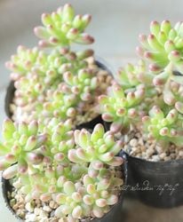 Leaf Species,多肉植物 | Junk sweet Garden tef*tef*