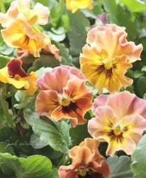 إեӥ顡زڤ ¥ꥸʥ ڥ󥸷ϡ