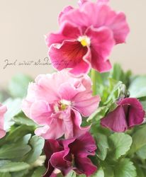 ե餭ѥ󥸡 إХ롼 ¥ꥸʥ Ѥ餭 