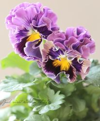 ޥĥХեեवѥ󥸡إ⥢ʡ⡼ʡ ڡ