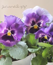 ѥ󥸡եΡإХ˥饹 Ѥ餭