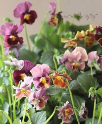 ޥĥХեեवӥ顦롼إɥߥå١