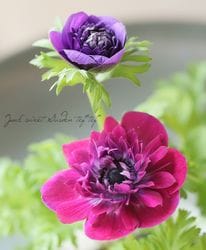 Ȭź餭ͥ͡ݥȥ֥롡2餭١