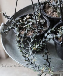 ¿ʪ ڥإܥåپ50%off