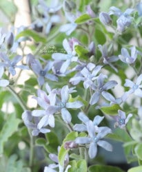 �������ڥ���� �إ֥롼�������� ��¿γ�����ۿ���������