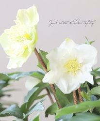 Flower Species,クリスマスローズ | Junk sweet Garden tef*tef*