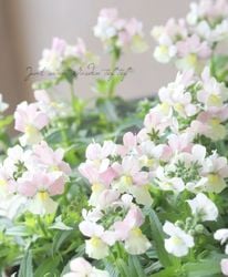 �ɺ��ͥ᥷�������åȥ󡡡إԡ�����