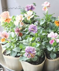 ���ʲ���³������ȥӥ��顡��evolve -���ܥ��-�� ������� ��A��