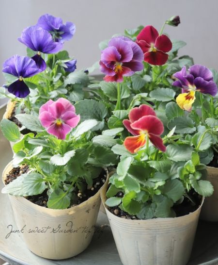 バンデルオーラ　各種 ○進化を続ける育種家ビオラ 『evolve -エボルベ-』 オーララ 【B