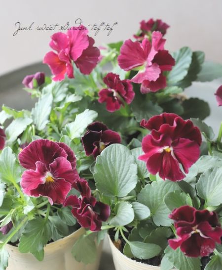 ○進化を続ける育種家ビオラ 『evolve -エボルベ-』 【ワイン