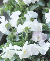 �������व��Υӥ��顡�إѥ��ƥ�ե��١��ڥۥ磻�ȡ�