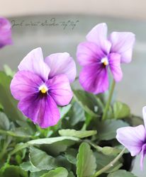 ����臘�������ꥸ�ʥ�ӥ��顡�إѥԥ����ɡ١��Ѥ��餭��