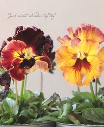 �������व��Υѥ󥸡����ե��ǥ͡����塡����������١����Ѥ��餭��