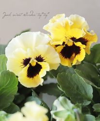 ���ե��餭�ѥ󥸡����إե������  �ڥ��ե����ס�