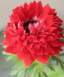 Flower Species,アネモネ・秋明菊 | Junk sweet Garden tef*tef*