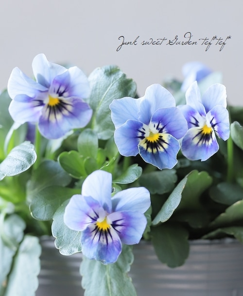 ▽【LUXURY SELECTION】tef*tef*オリジナル ビオラ・グローシリーズ