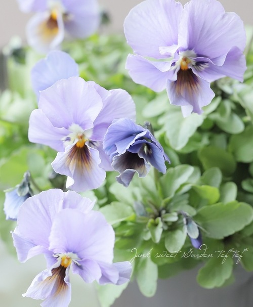 ▽【LUXURY SELECTION】tef*tef*オリジナル ビオラ 変わり咲き【I