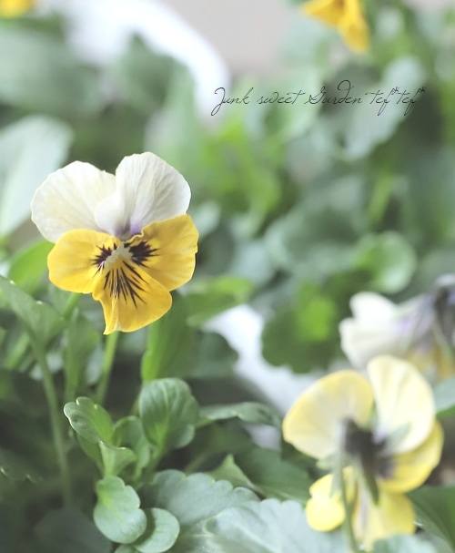 ○北島園芸さんオリジナル ビオラ 『黄月-きづき-』 | すべての商品