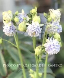 Ȭ�ź餭�����ޥ����إ����ƥ�����֥롼�� 