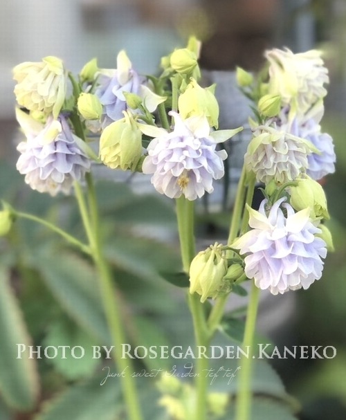 八重咲きオダマキ 『カスティールブルー』 | すべての商品 | | Junk