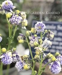 Flower Species,オダマキ | Junk sweet Garden tef*tef*