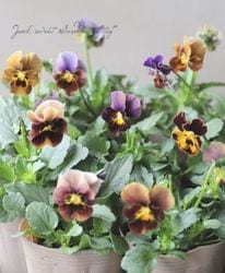 ���ӥ��顦���ޡ��֥� �إ�����ɡ�